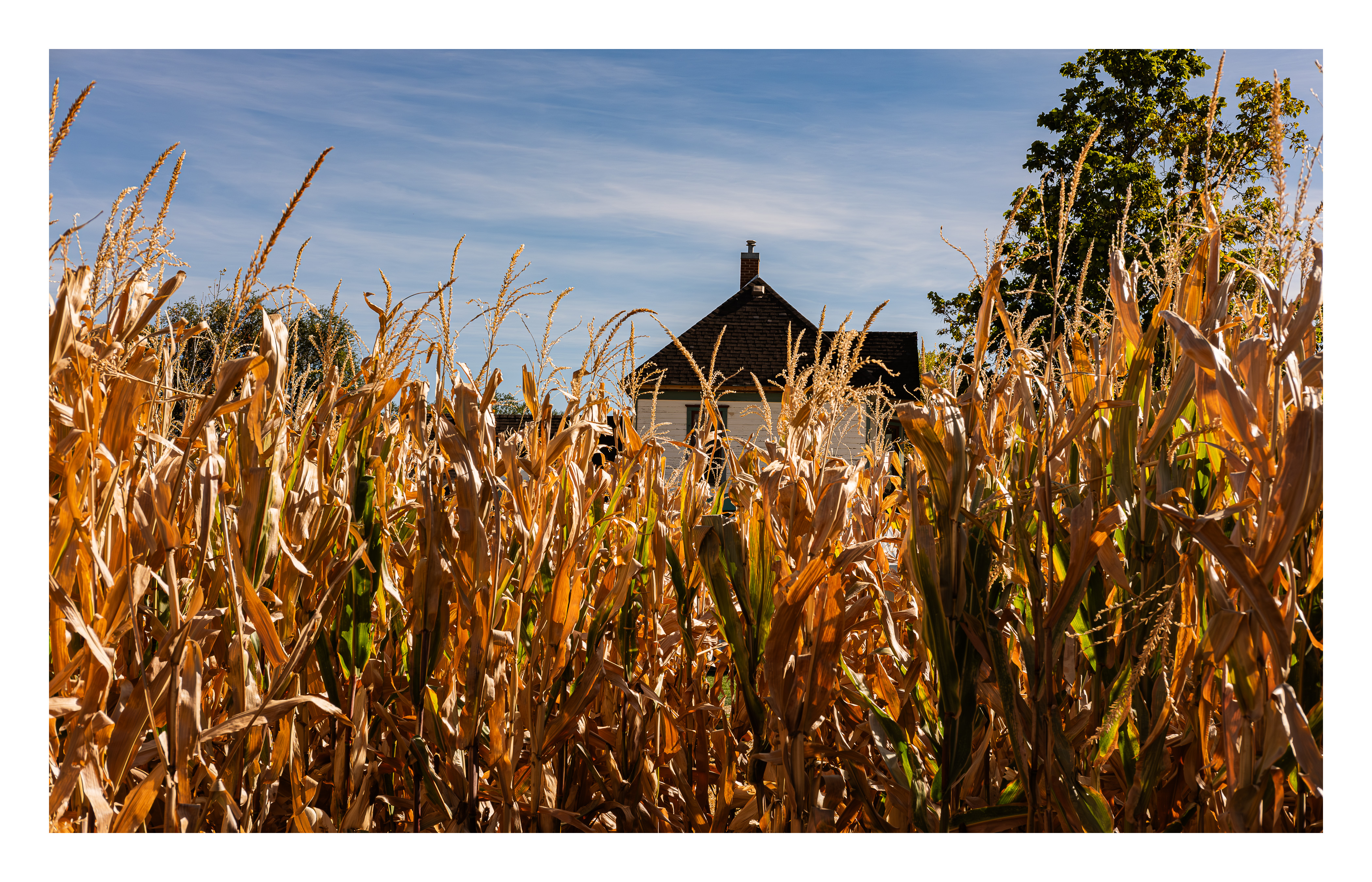 Cornfield