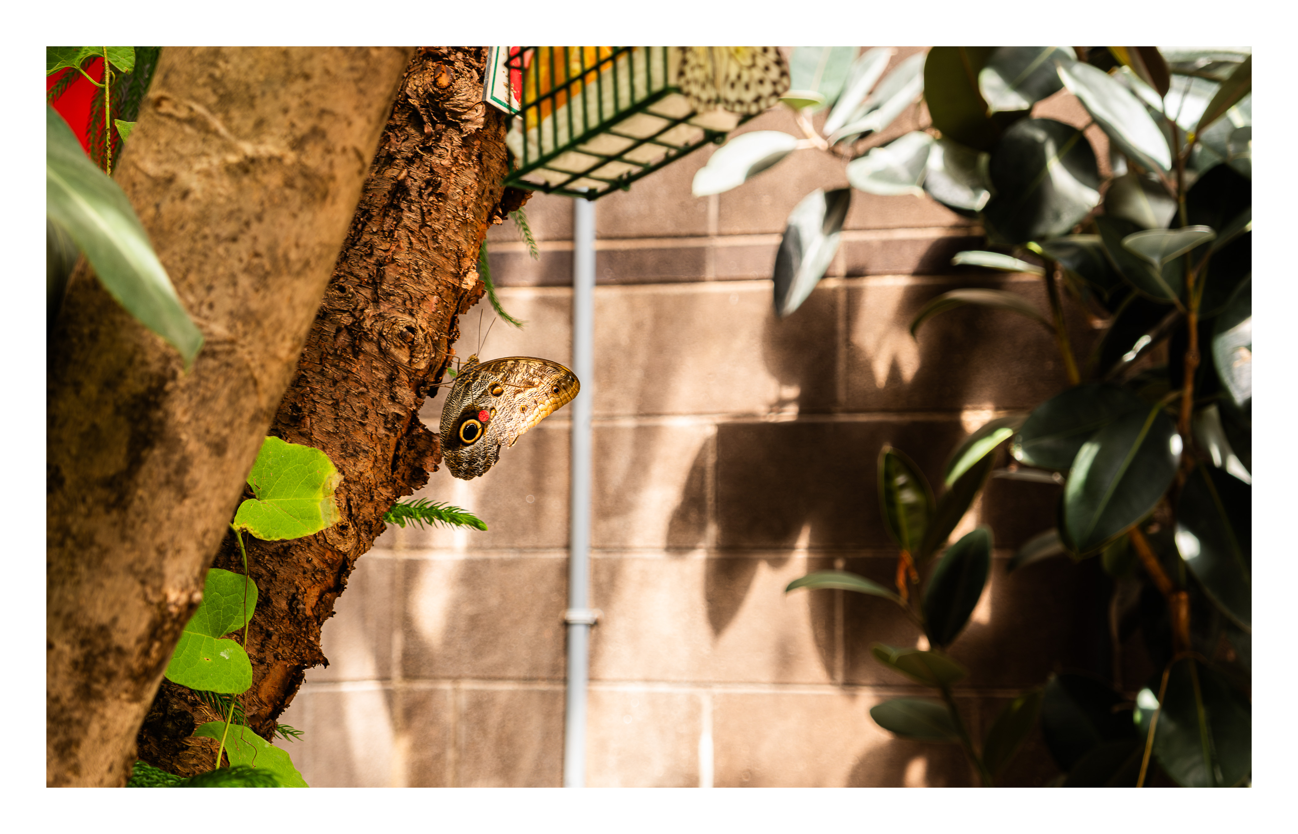 Butterfly Sanctuary