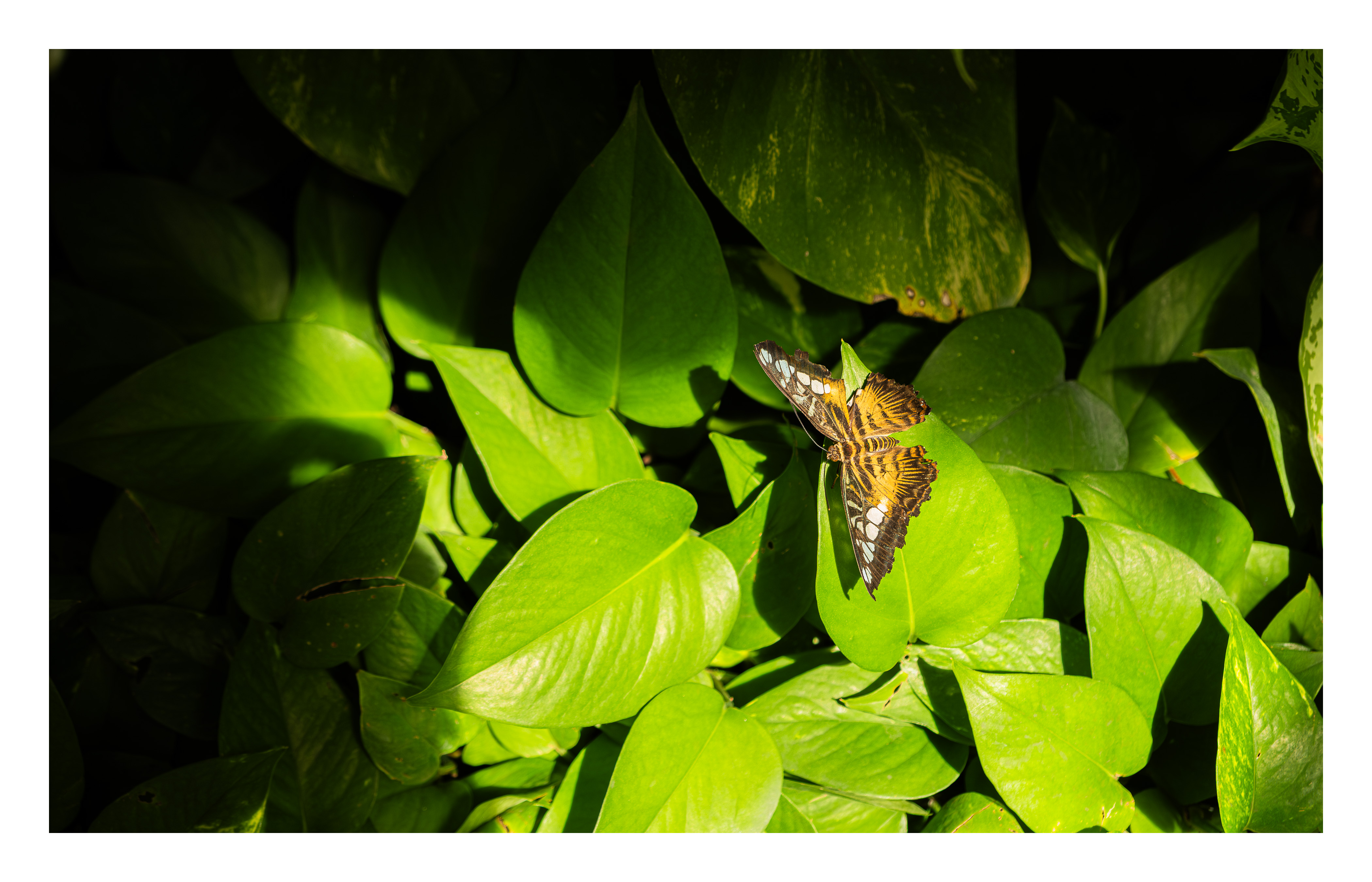 Butterfly Sanctuary